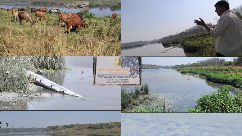 દમણગંગા નદીમાં પથરાયેલ ભિલાડની ICIL કંપનીની Effluent Disposal પાઇપલાઇનનું ગંદુ પાણી પાલતુ પશુઓ અને પક્ષીઓ માટે જીવલેણ નીવડી રહ્યું છે. ગામલોકોને પણ થઈ રહ્યા છે ચામડીના રોગ…?