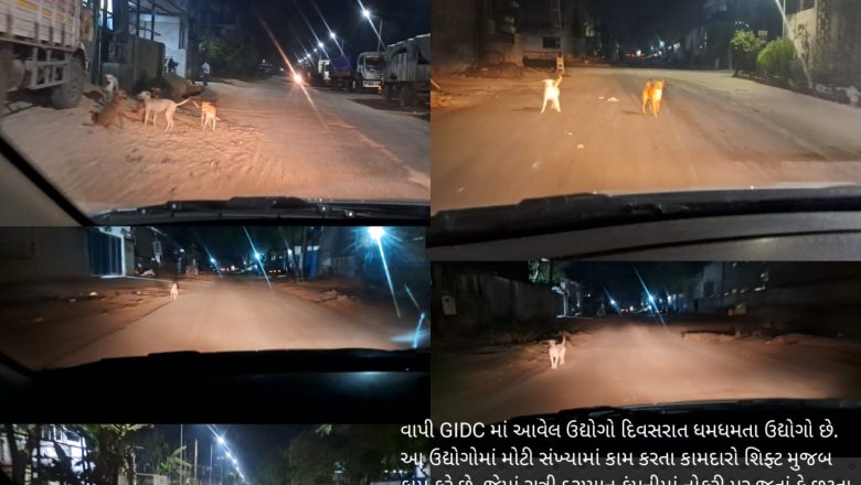 વાપી GIDC માં કુતરાઓના વધતા ત્રાસથી Night Shift પર જતાં-આવતા કામદારોમાં ગભરાટ, પાલિકાની જેમ કૂતરા પકડવાની અને ખસીકરણ ઝુંબેશની અતિ આવશ્યક્તા