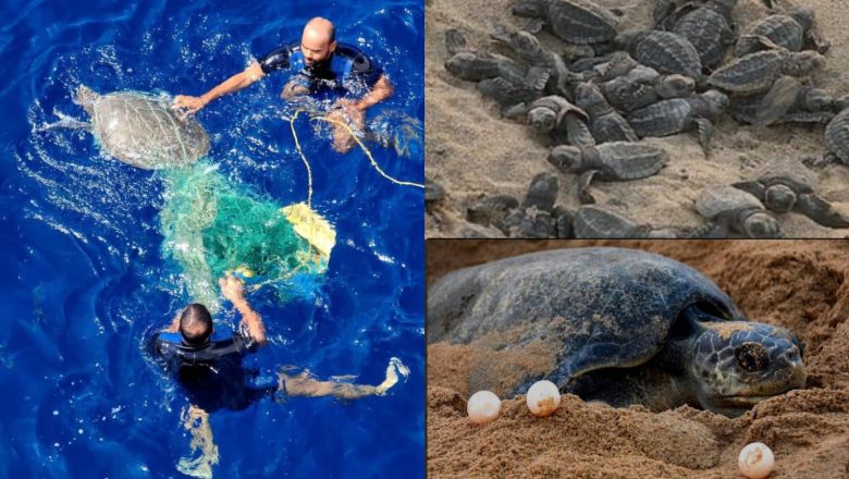Operation Olivia : ICG (Indian Coast Guard) એ ઓડિશા કિનારે 6.98 લાખથી વધુ Olive Ridley કાચબાઓને બચાવ્યા