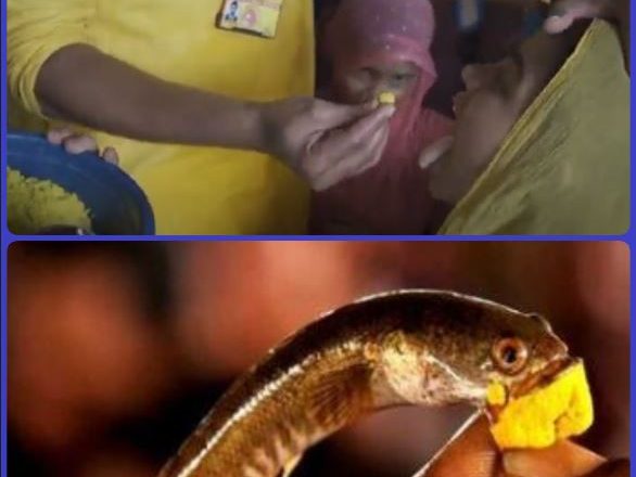 AT EXPLAINS : Hyderabad’s ‘Fish Prasadam’: Navigating Tradition, Unproven Claims, and the Scientific Divide
