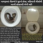 બાથરૂમમાં નીકળ્યો 5 ફૂટનો કોબ્રા, મહિલાની ચીસોથી આખી સોસાયટી ભેગી થઈ!