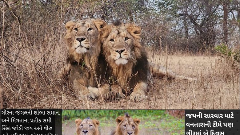 ગીરની દંતકથા સમાન જય-વીરુની અમર જોડીનો કરુણ અંત, મિત્રતાના પ્રતીક સિંહબંધુઓની ચિરવિદાયથી જંગલમાં ગુંજતી તેમની ડણક કાયમ માટે શમી ગઈ