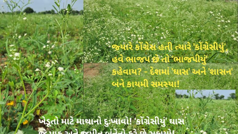 દેશમાં કોંગ્રેસનું શાસન ગયું ને ભાજપનું શાસન આવ્યું પણ! ખેતરોમાં કોંગ્રેસીયા ઘાસનો વિકાસ અડીખમ ખેડૂતોએ કહ્યું: હવે, ઘાસને ‘ભાજપીયું’ નામ આપીએ તો નાશ થાય?